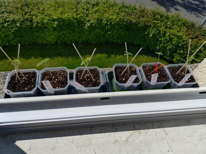Outdoor Season 2026. Week 2 - weak seedlings on May 21, finally more sun