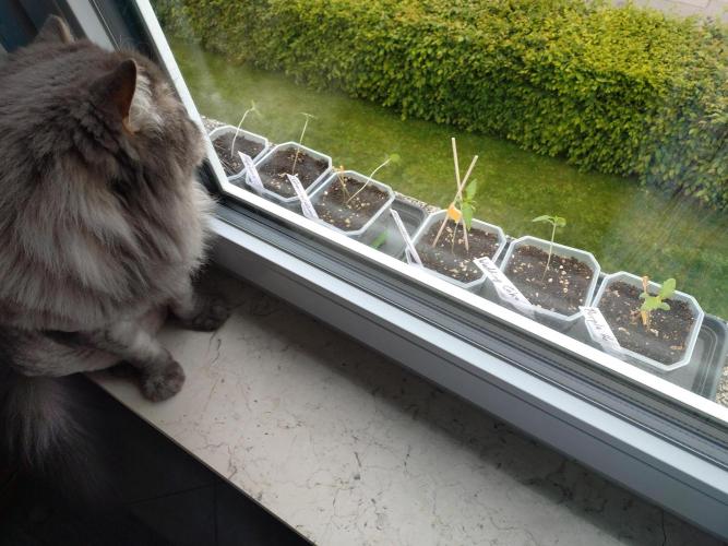 Outdoor Season 2026. Week 2 - weak seedlings on May 19