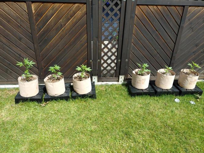 Outdoor Season 2026. Week 4 - all healthy on Sunday June 07