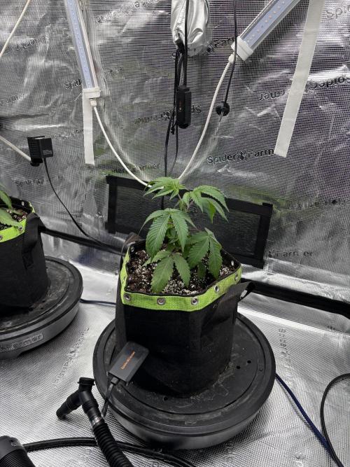 North Thunderfuck. Week 4