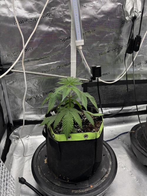 North Thunderfuck. Week 4