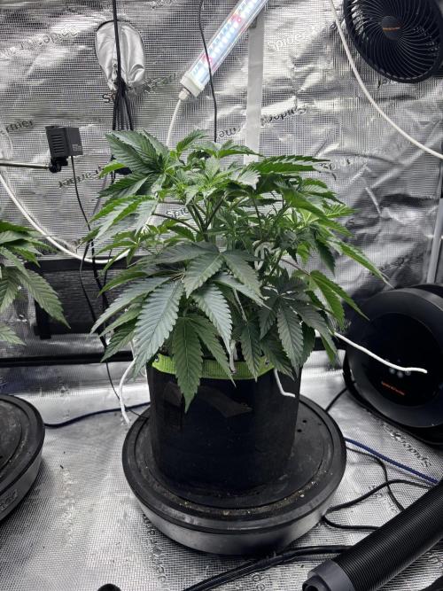 North Thunderfuck. Week 6