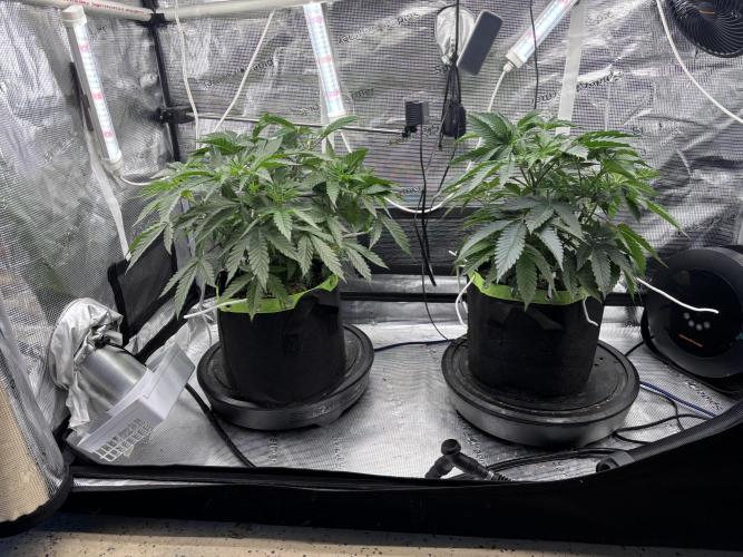 North Thunderfuck. Week 6