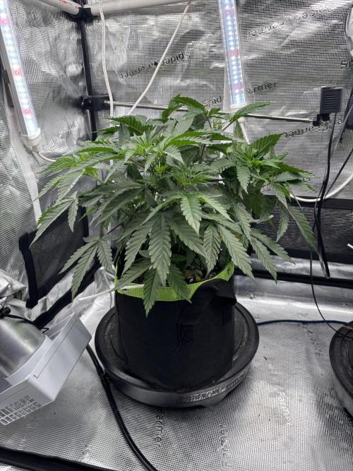 North Thunderfuck. Week 7