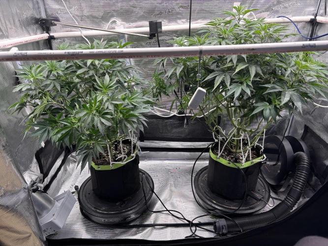 North Thunderfuck. Week 8