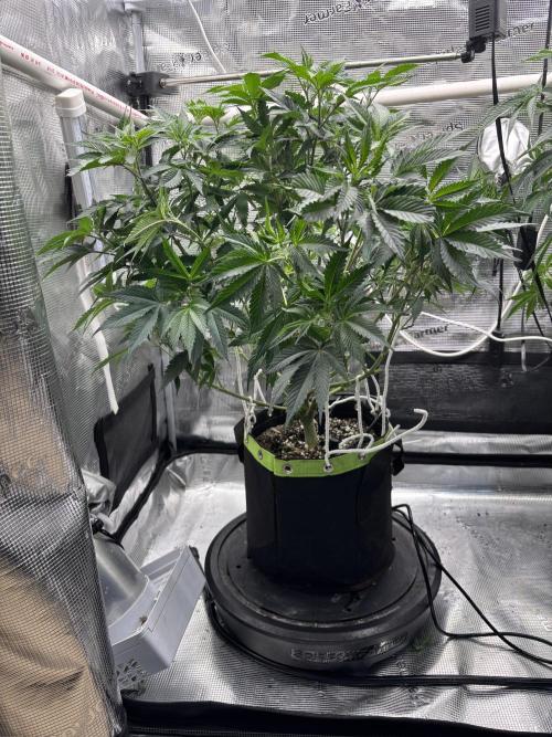 North Thunderfuck. Week 8