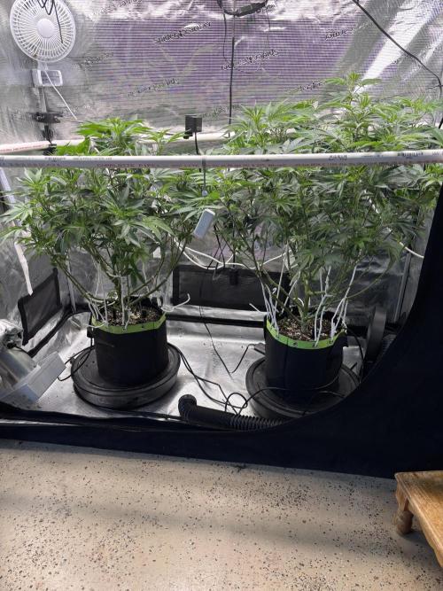 North Thunderfuck. Week 9