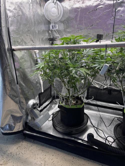 North Thunderfuck. Week 9