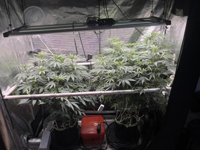 North Thunderfuck. Week 10