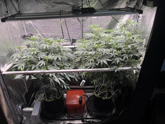 North Thunderfuck. Week 10