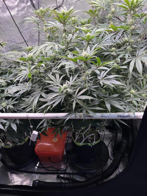 North Thunderfuck. Week 11