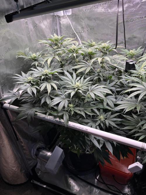 North Thunderfuck. Week 11