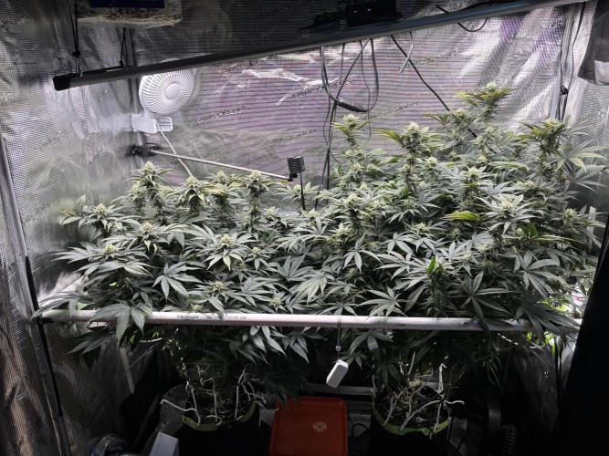 North Thunderfuck. Week 12