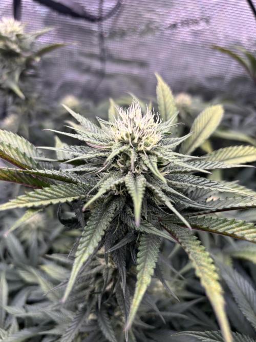 North Thunderfuck. Week 12