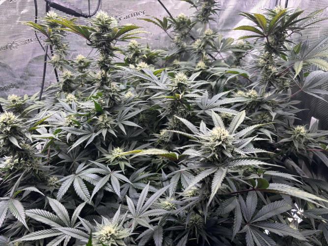 North Thunderfuck. Week 12