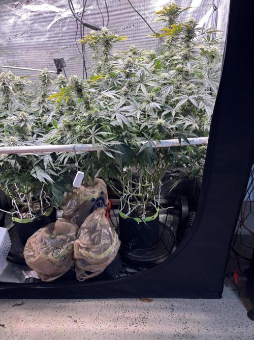 North Thunderfuck. Week 13