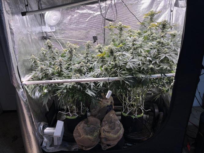 North Thunderfuck. Week 13