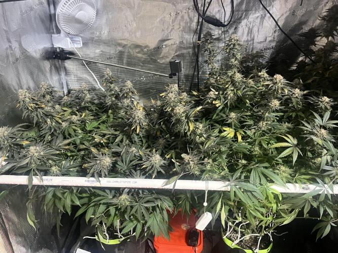 North Thunderfuck. Week 15