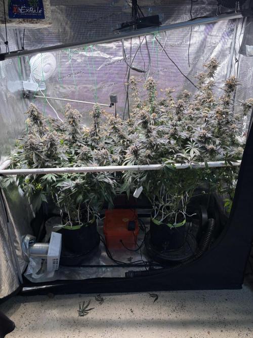 North Thunderfuck. Week 16