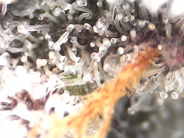 North Thunderfuck. Week 16