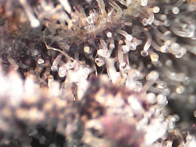 North Thunderfuck. Week 16