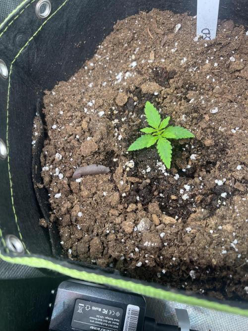 DO SI DO AUTO RQS. Week 4