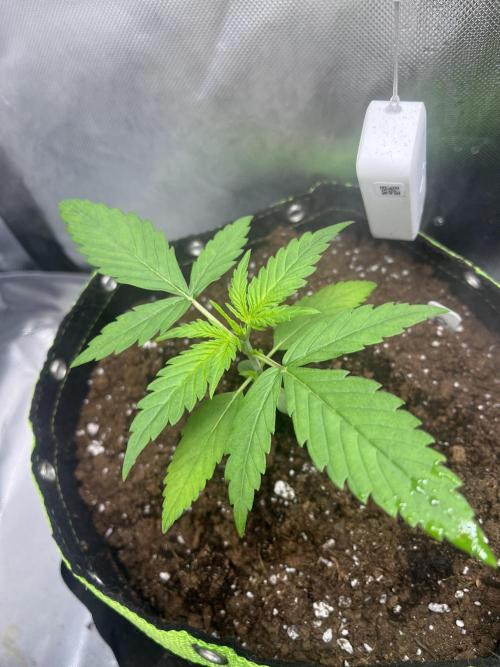 DO SI DO AUTO RQS. Week 4