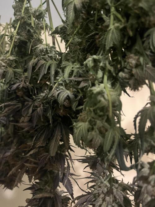 North Thunderfuck. Week 16