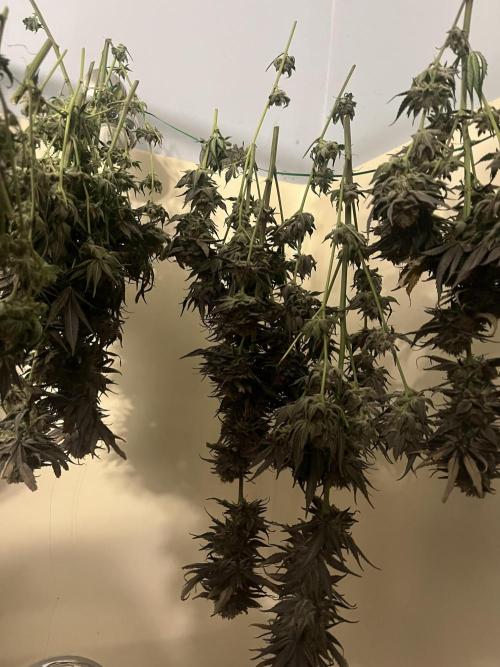 North Thunderfuck. Week 16