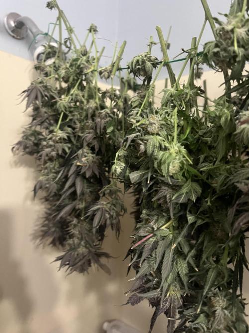 North Thunderfuck. Week 16