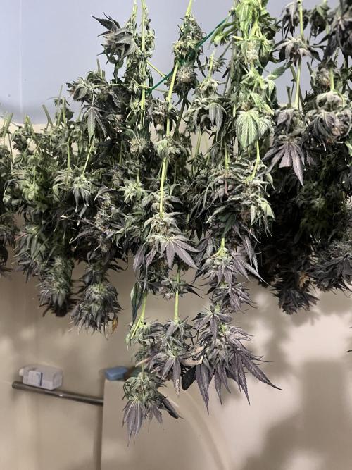 North Thunderfuck. Week 16