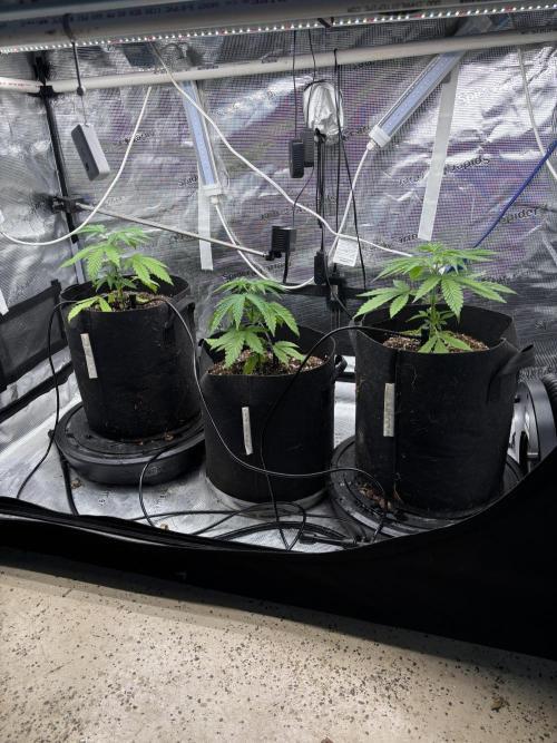 Gelato 44. Week 4