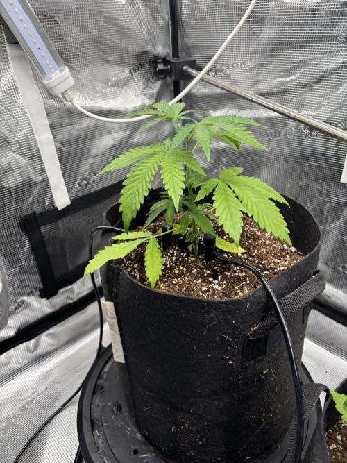 Gelato 44. Week 4