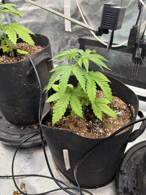 Gelato 44. Week 4