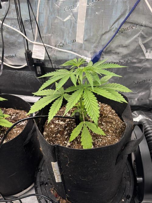 Gelato 44. Week 4