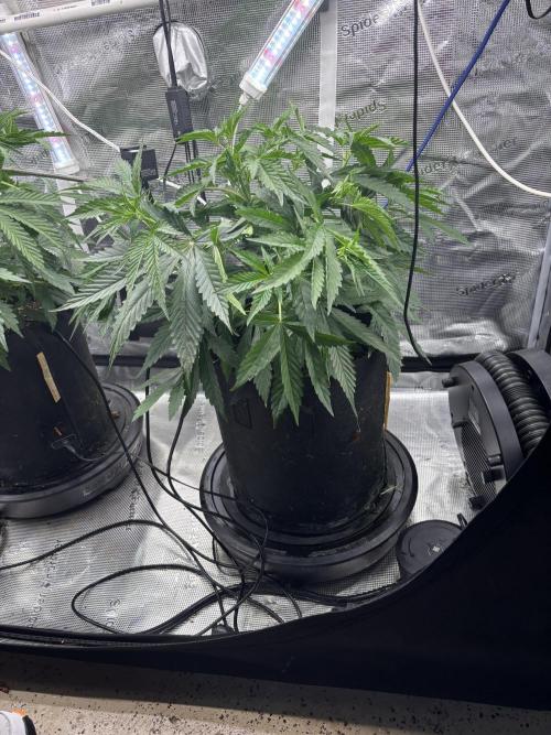Gelato 44. Week 5