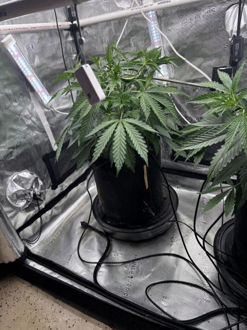 Gelato 44. Week 5