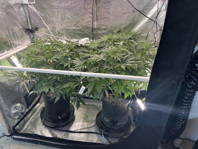Gelato 44. Week 7
