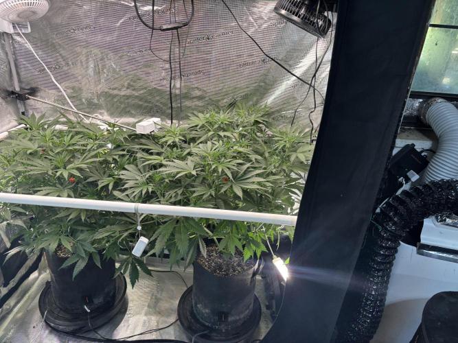 Gelato 44. Week 7