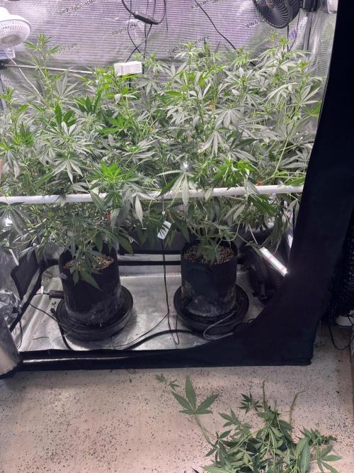 Gelato 44. Week 8