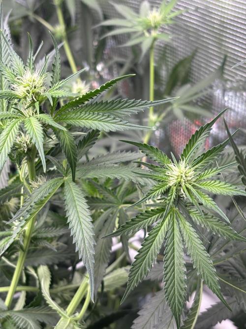 Gelato 44. Week 9