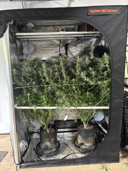 Gelato 44. Week 11