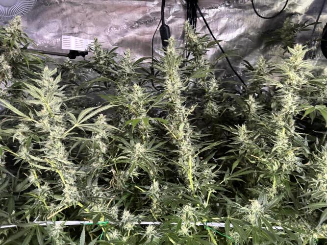Gelato 44. Week 11
