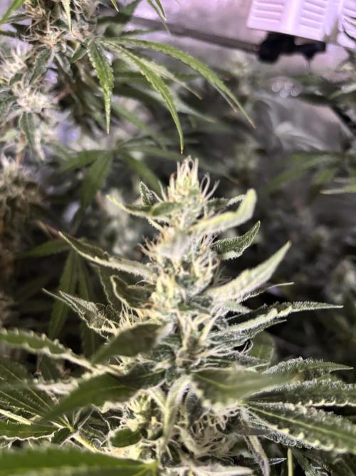 Gelato 44. Week 11