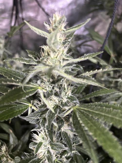 Gelato 44. Week 11