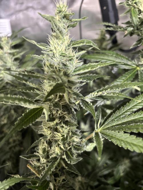 Gelato 44. Week 11