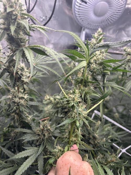 Gelato 44. Week 12