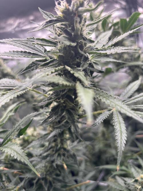 Gelato 44. Week 12
