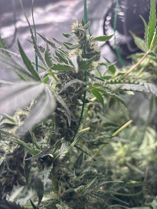 Gelato 44. Week 12