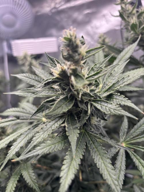 Gelato 44. Week 12